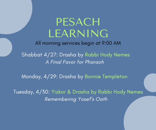 Banner Image for Pesach Learning and Rabbi in Residence